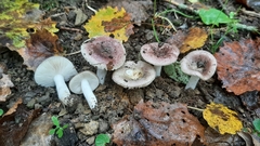 Russula pelargonia