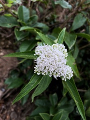 Eupatorium formosanum