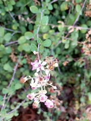 Rubus creticus