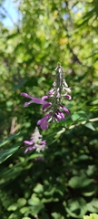 Salvia purpurea