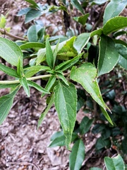 Eupatorium formosanum
