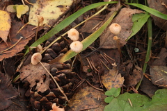 Mycena rosella