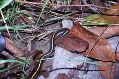 Coelognathus flavolineatus