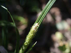 Carex phleoides