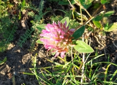 Trifolium pratense