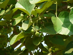 Cordia dichotoma