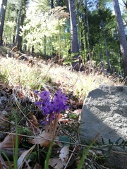 Soldanella montana