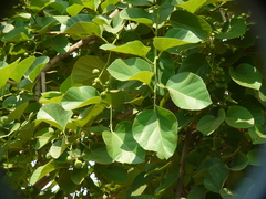 Cordia dichotoma
