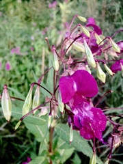 Impatiens glandulifera