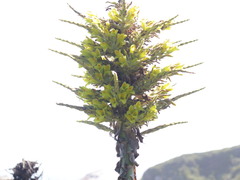 Puya chilensis