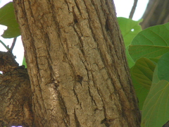 Cordia dichotoma