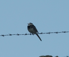 Motacilla alba yarrellii