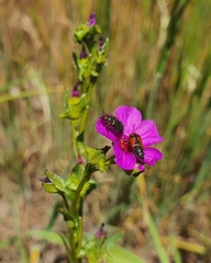 Arthrobrachus nigromaculatus