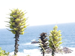 Puya chilensis