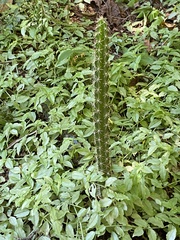 Cactoideae