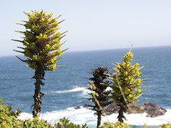 Puya chilensis