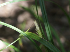 Carex phleoides