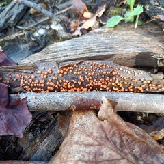 Nectria cinnabarina