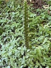 Cactoideae