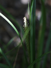 Carex phleoides