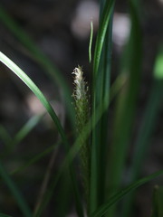 Carex phleoides
