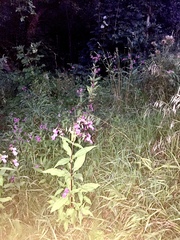 Impatiens glandulifera