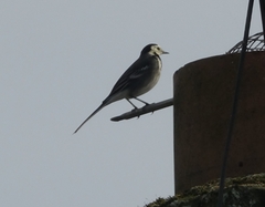 Motacilla alba yarrellii