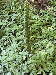 Cactoideae