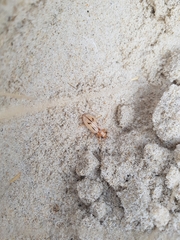 Eurynebria complanata