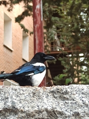 Pica pica melanotos