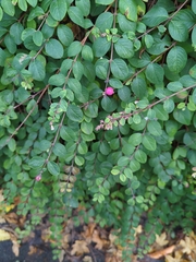 Symphoricarpos orbiculatus