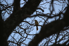 Cranioleuca pyrrhophia