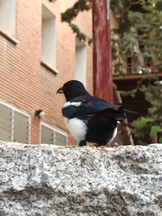 Pica pica melanotos