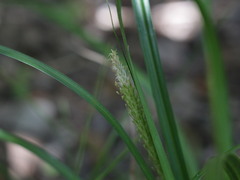 Carex phleoides