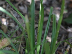 Carex phleoides