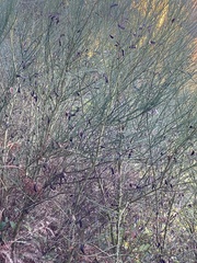 Cytisus