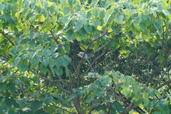 Cyanopica cyanus