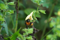 Bombus diversus
