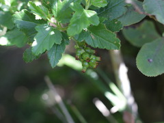 Ribes punctatum