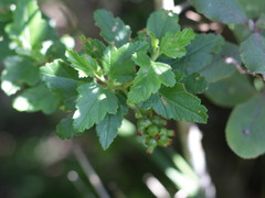 Ribes punctatum