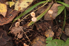Mycena rosella