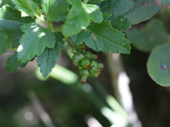 Ribes punctatum