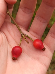 Rosa rubiginosa