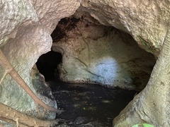 Artibeus jamaicensis