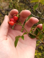 Rosa rubiginosa