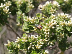 Baccharis vernalis