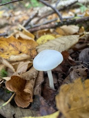 Cuphophyllus virgineus