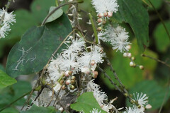 Collinsonia japonica