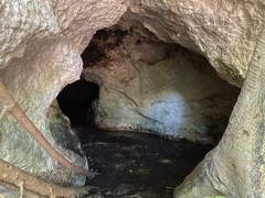 Artibeus jamaicensis