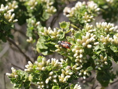 Baccharis vernalis